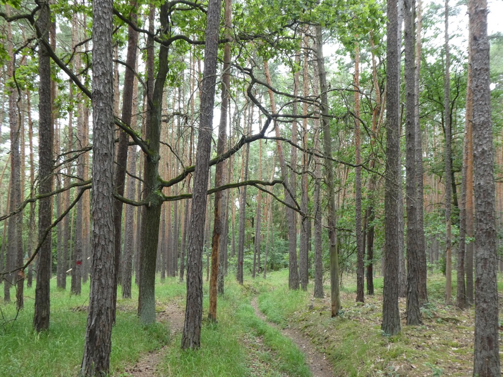 13 Wald am Heiligenstein 2